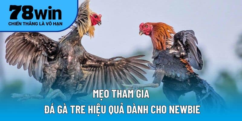 Mẹo tham gia đá gà tre hiệu quả dành cho newbie